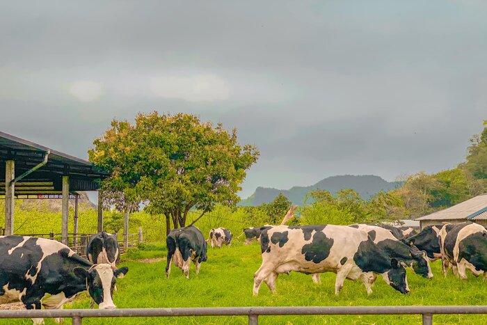 Moc Chau Dairy Farm